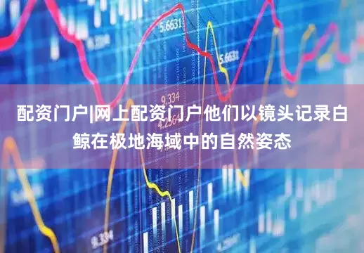 配资门户|网上配资门户他们以镜头记录白鲸在极地海域中的自然姿态